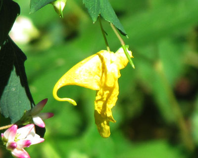 ����ȃq���Ő؂�Ȃ��̂��S�z