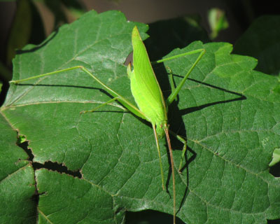 �c�����V�ۂ�