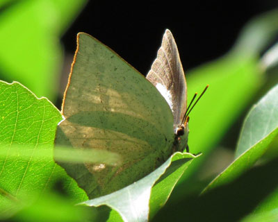 �E���M���V�W�~�͖��\��