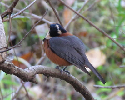 ���}�K���͌㓪���Ɍ���