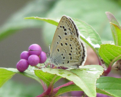 ���}�g�V�W�~����