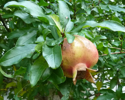 �n���j�G�̖؂ɃU�N�����Ȃ���