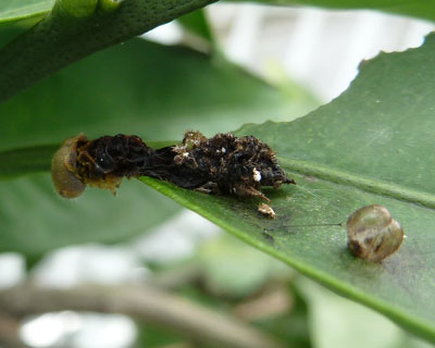 �N���ɋz��ꂽ�H�C�������