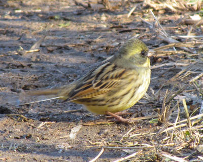 �ɂ�����A�I�W