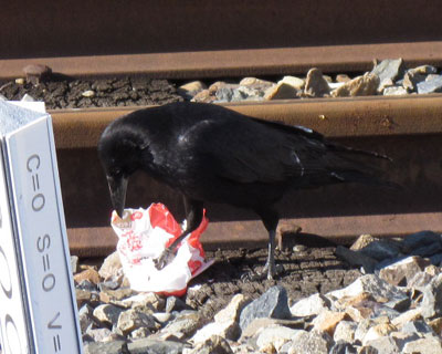 �H�ו�����Ȃ��̂�