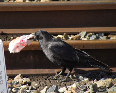 ���ꂵ����