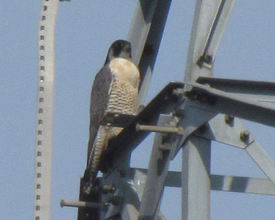 �炪���A��