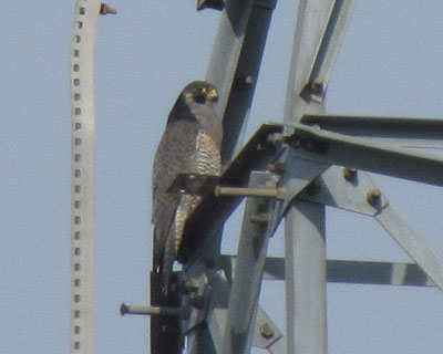 �n���u�T���p��������