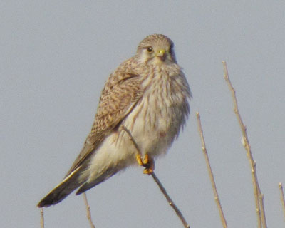 �`���E�Q���{�E�����ӂ��Ə΂�