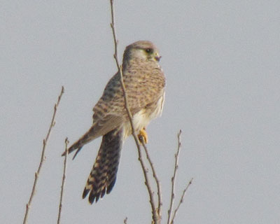 �����Ƃ���΂Ȃ��`���E�Q���{�E