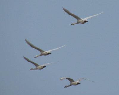 �R�n�N�`���E�̌Q��