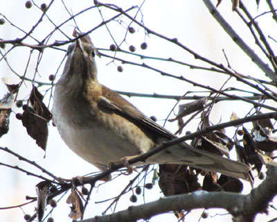 �H���ɖZ�����ĉB��Ȃ��V���n��