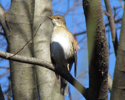 �e���炶��Ȃ������}�V��