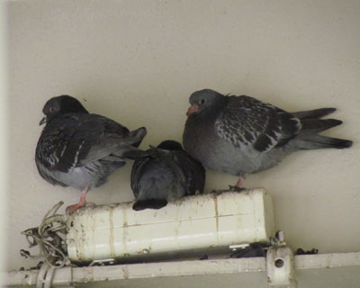 �w�̃h�o�g�̑�