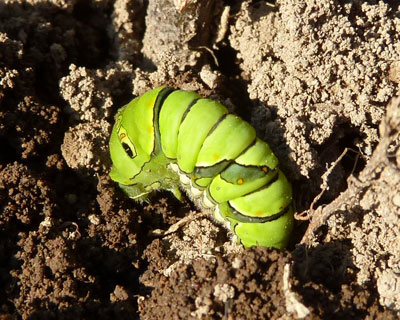 �P�Q�����{�ɂ܂����̃C��