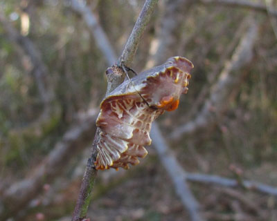 �W���R�E�A�Q�n匂͂܂����C����