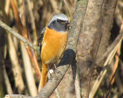 ���z�̂����W���r��