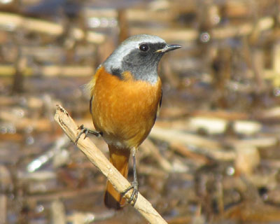 ����������ǍD