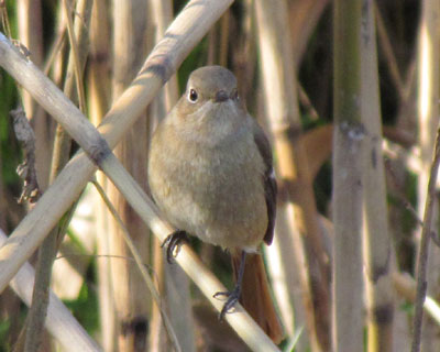 ���A�����ǉB��Ȃ�