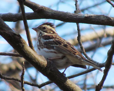 �J�V���_�J