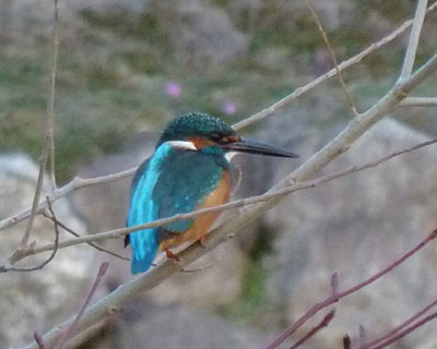 �ߏ��ɏZ�ރJ���Z�~