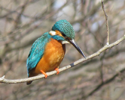 ����_���ʂ̃J���Z�~