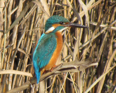 ���Ǝ��s������