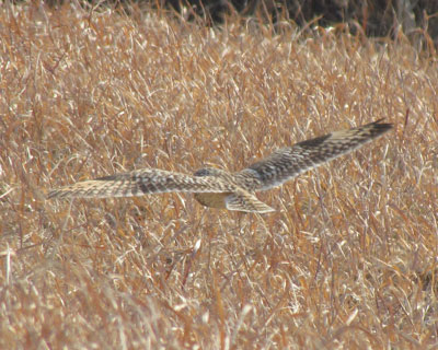 �ӊO�ɔ�Ԃ̂�����