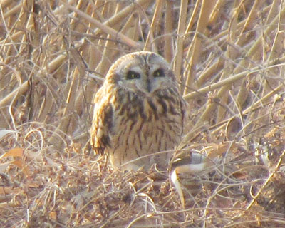 �܂�ۂɂȂ��Ė��҂�