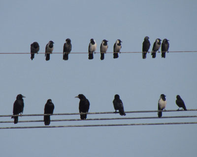 ���ǂ��~���}�K���X�ƃR�N�}���K���X