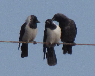 ����݂͂�ȃR�N�}���ۂ�