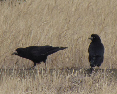 �~���}�K���X�͊p����