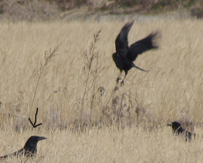 �Ȃ񂩍������Ă�H