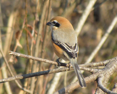 ���Y�͂���ς�Q���g