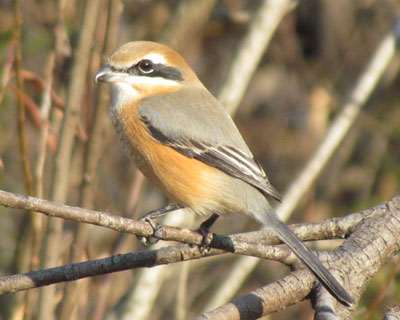 �ł��{�����킢