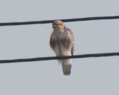 �ڂ���m�X��