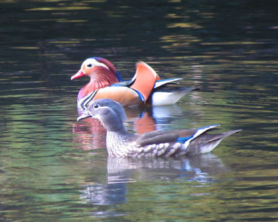 �I�V�h���j��