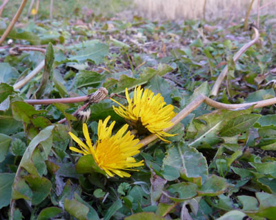 �N���X�}�X�C�u�ɂ���ۂ�