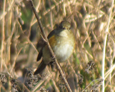 �󓤊�̃����r�^�L