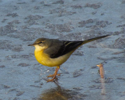 �����K�U��L�Z�L���C