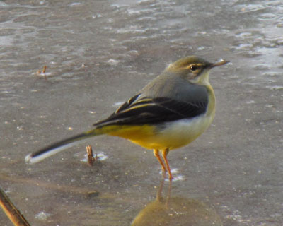 �����ۂ��~�߂�Ǝ��ʂ̂���