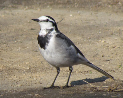 �����ۂ��n�ʂɂ��Ă�n�N�Z�L���C