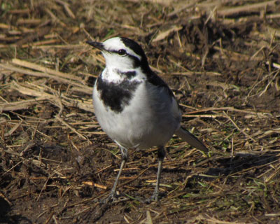 �ז�������U��̂���