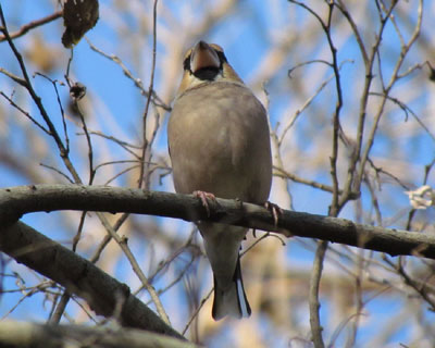 �ǂ���ȃV��