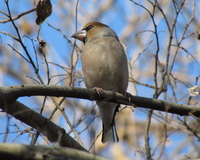 �������Ƀf�u���C�����H