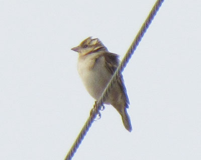 ���ɐ������j���E�i�C�X�Y��