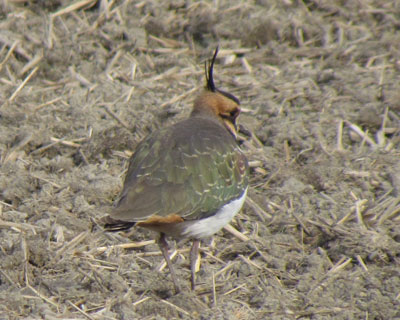 �^�Q���͓��̃q����������