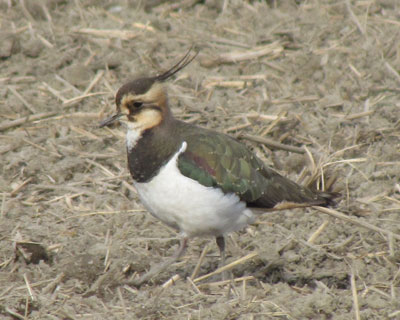 �ق�Ƃ̓c���c���Ȃ񂾂���