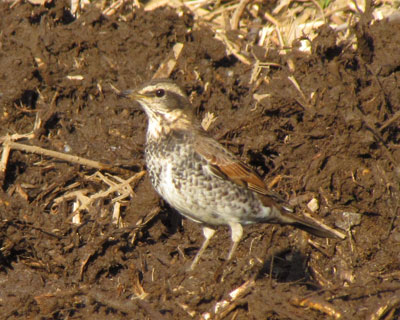 �n�ׂ��������n�߂��c�O�~