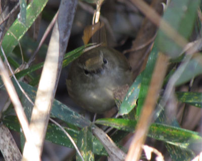 �Ԃ�E�O�C�X